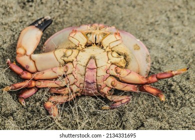 Selective Focus, Dead Crabs Hit The Sand Causing Them To Lose Focus.