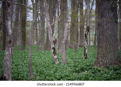 Selective Focus Of A Deciduous Tree In A Floodplain Forest With An Undergrowth Of Wild Garlic And Anemones. Ramsons With Oak And Ash Trees In Hardwood Forest. 