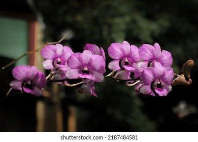 selective focus of dendrobium phalaenopsis orchid flowers from orchidaceae family. this plant grow and blooms in the garden with tropical climate