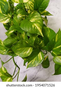Selective focus of Devils Ivy (Epipremnum in Latin) grows in white pots. Also known as Sirih Gading which means ivory betel in Indonesian. 