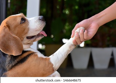 Selective Focus Dog Eyes
Beagle Dogs Are Looking Up. With Those Who Come To Shake Hands With Friendly Eyes