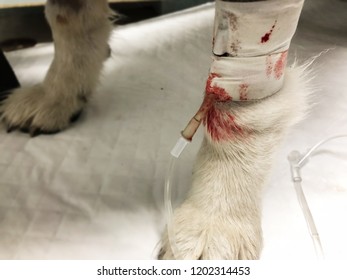 In Selective Focus Of Dog Leg With Iv Solution,cover With Bandage,bleeding Around Leg,at Animal Hospital,