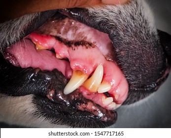 In Selective Focus Of Dog Teeth Problem,plaque,,sign Of Disease,unhealthy,mouth Of Animal