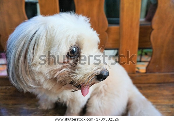 Selective focus of a\
dog\'s side view face, showing its tear stain. A mixed breed dog of\
Maltese and Shihtzu.