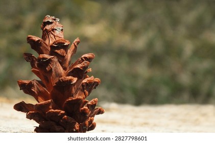 selective focus, dried pine cone isolated on  blurred background.