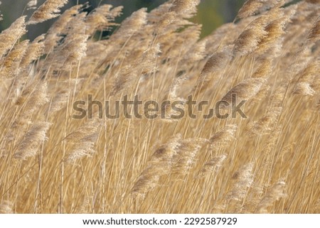 Selective focus of dry common reed plants or water reeds in late winter and early spring, The grass-like plants of wetlands and growing in the estuary of the lake shore, Nature pattern background.