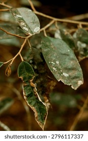 A selective focus of the drying leaves on the tree branch on a blurry background