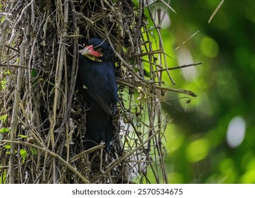 A selective focus of a dusky broadbill perching on its nest with trees blurred in the background