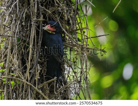 A selective focus of a dusky broadbill perching on its nest with trees blurred in the background