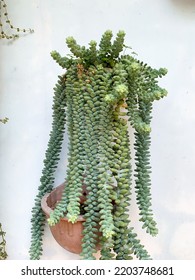 Selective Focus Of Echeveria Elegans Flowering Semi Desert In A Pot