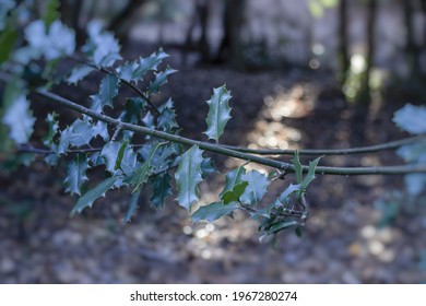 A Selective Focus Of English Holly Plant Growing In A Forest