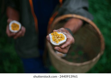 Selective focus Enjoy the fruit cut in half in the hands of natural fruit farmers. Purple passion fruit with a yellow inside looks delicious. It has a sweet and slightly sour taste. - Powered by Shutterstock