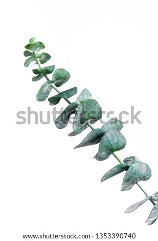 Selective focus of eucalyptus leaves with white color background.For decoration design.botanical plant photo collection