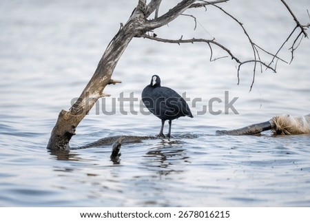 A selective focus of a Eurasian coot perched on a log in a lake