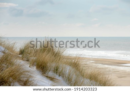 Selective focus of european marram grass (beach grass) covered with white snow, Winter landscape with view of the dunes at Dutch north sea coastline under blue sky, Noord Holland, Netherlands.