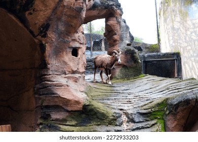 Selective focus of european mouflon that is running in its cage.