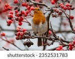 A selective focus of a European robin perched on a rowan berry branch and holding a berry with beak