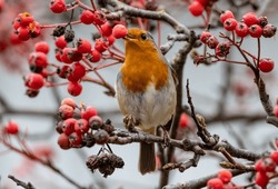 A Selective Focus Of A European Robin Perched On A Rowan Berry Branch And Holding A Berry With Beak