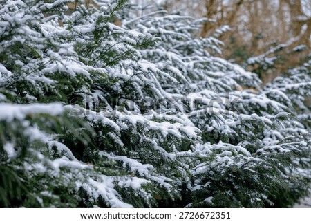 Selective focus of evergreen tree covered with white fluffy snow in winter, A pine is any conifer in the genus Pinus of the family Pinaceae, Conifers are a group of seed plants a subset of gymnosperms