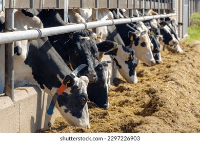 Selective focus face of black and white Dutch cows standing in the barn gate and eating straw or hay from the ground, Typical summer countryside in Holland, Open farm with dairy cattle, Netherlands.
