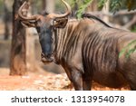 Selective focus the face of wilderbeast,  Wildebeest