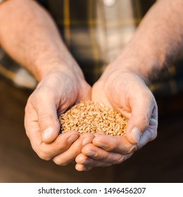 selective focus of farmer holding seeds in hands  - Shutterstock ID 1496456207