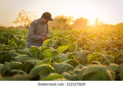 Selective Focus Farmers Hands Select Young Tobacco Leaves To Collect Information Utilize The Core Data In The Internet From Tablet To Validate For The Development Of Crops. Agriculture Plantation