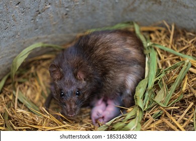 Selective Focus Of Female Brown Rat With Newborn Small Rats In The Nest