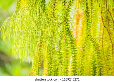 Selective Focus Of Fern Hanging In Basket For Background
