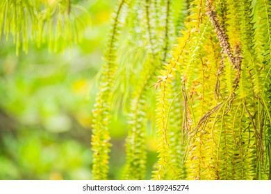 Selective Focus Of Fern Hanging In Basket For Background
