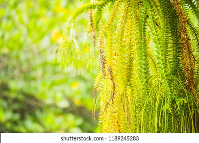 Selective Focus Of Fern Hanging In Basket For Background
