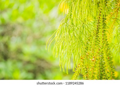 Selective Focus Of Fern Hanging In Basket For Background
