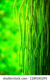 Selective Focus Of Fern Hanging In Basket For Background
