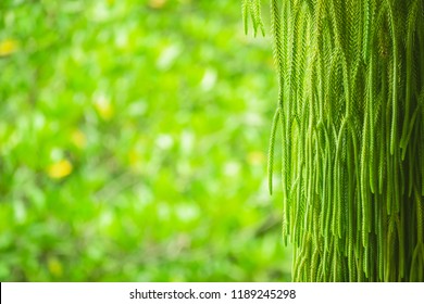 Selective Focus Of Fern Hanging In Basket For Background
