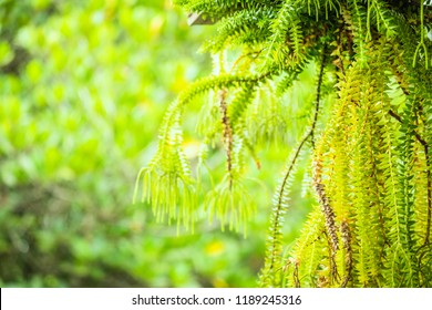 Selective Focus Of Fern Hanging In Basket For Background
