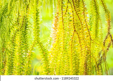 Selective Focus Of Fern Hanging In Basket For Background
