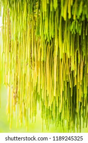 Selective Focus Of Fern Hanging In Basket For Background
