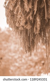 Selective Focus Of Fern Hanging In Basket For Background
