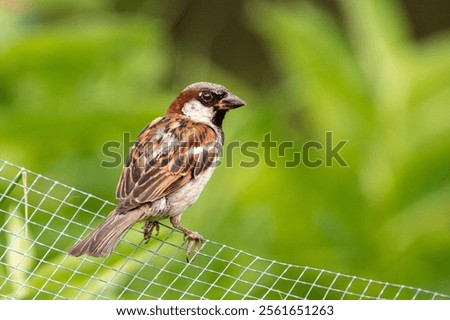 A selective focus of a field sparrow resting on a net