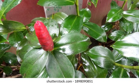 Selective focus, flower bud after rain - Shutterstock ID 1898090851