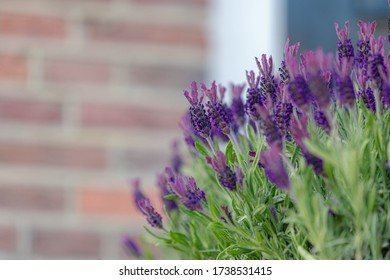 Selective Focus Of Flowers Of Lavandula Stoechas On Balcony With Brick Wall As Backdrop, The Spanish Lavender Is A Species Of Flowering Plant In The Family Lamiaceae, Nature Floral Background.