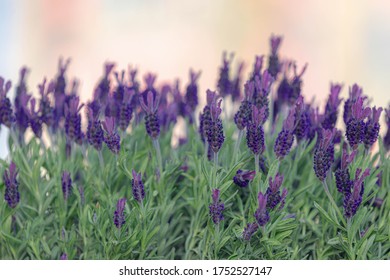 Selective Focus Of Flowers Of Lavandula Stoechas On Balcony, The Spanish Lavender Is A Species Of Flowering Plant In The Family Lamiaceae, Nature Floral Background.