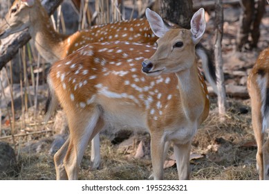 Selective Focus Of Formosan Sika Deer