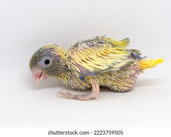 Selective Focus Of Forpus Parrotlet Newborn Bird Studio Shot On White Background