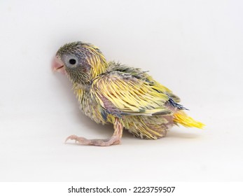 Selective Focus Of Forpus Parrotlet Newborn Bird Studio Shot On White Background