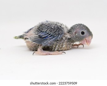 Selective Focus Of Forpus Parrotlet Newborn Bird Studio Shot On White Background