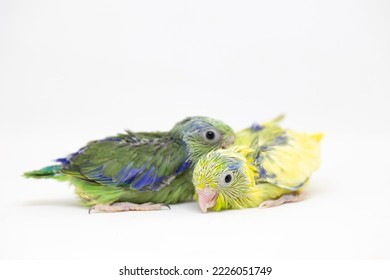 Selective Focus Of Forpus Parrotlet Newborn Bird Studio Shot On White Background