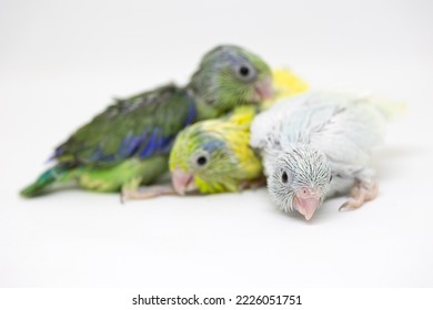 Selective Focus Of Forpus Parrotlet Newborn Bird Studio Shot On White Background