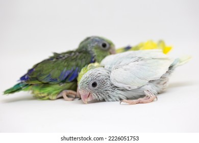 Selective Focus Of Forpus Parrotlet Newborn Bird Studio Shot On White Background