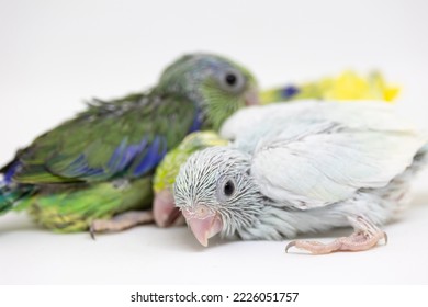 Selective Focus Of Forpus Parrotlet Newborn Bird Studio Shot On White Background